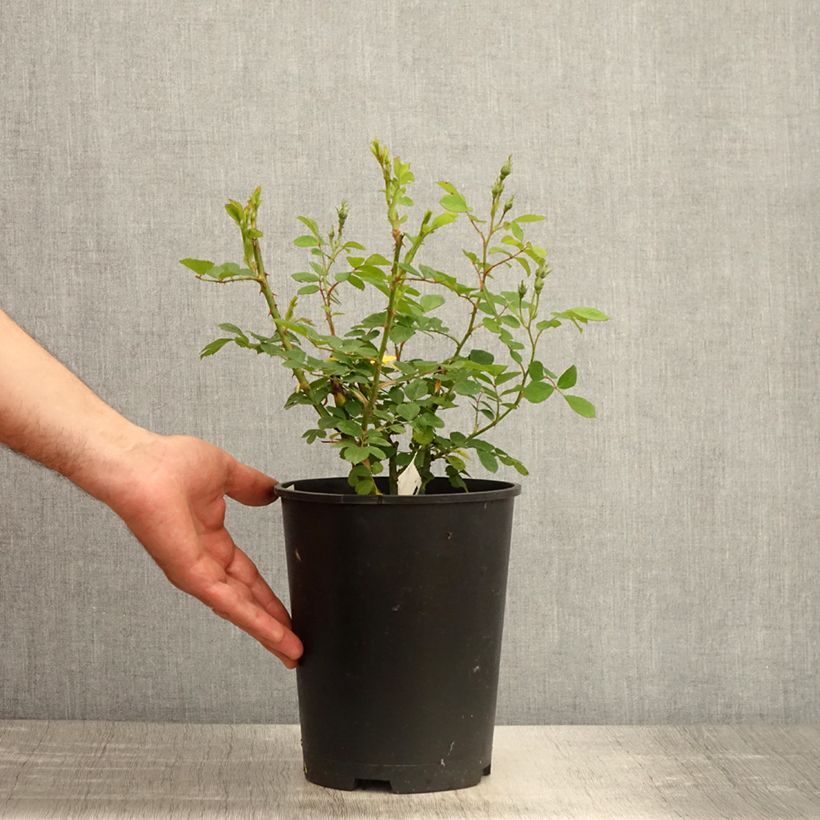 Example of Rosa Omi Oswald - Muskusroos Pot van 4 l/5 l as you get in printemps