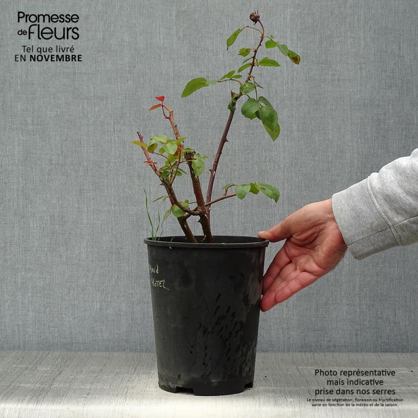Exemplaar van Rosier arbustif ou grimpant Grand Hotel Pot de 4L/5L zoals geleverd in de herfst