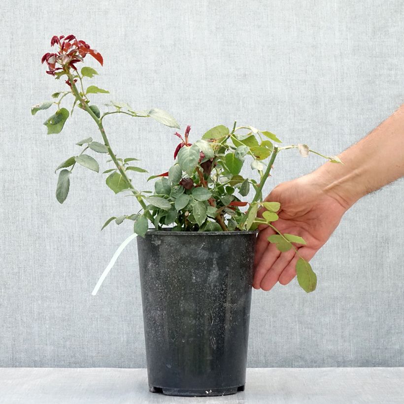 Exemplaar van Rosa Grand Hotel - Klimroos Pot van 4 l/5 l zoals geleverd in de zomer