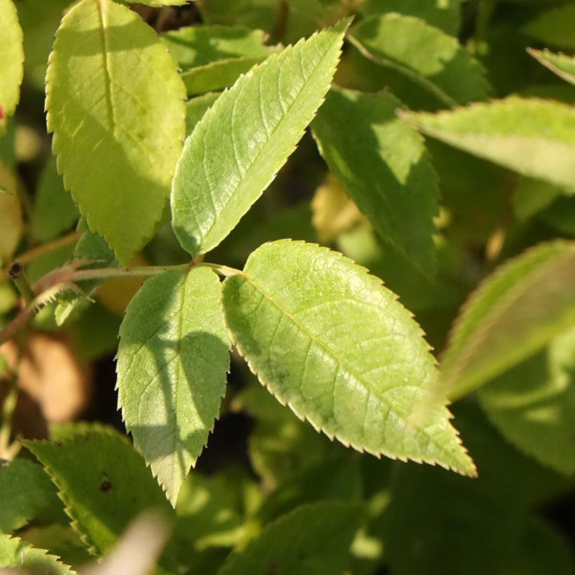 Rosa moschata Petite de Terre Franche - Muskusroos (Blad)