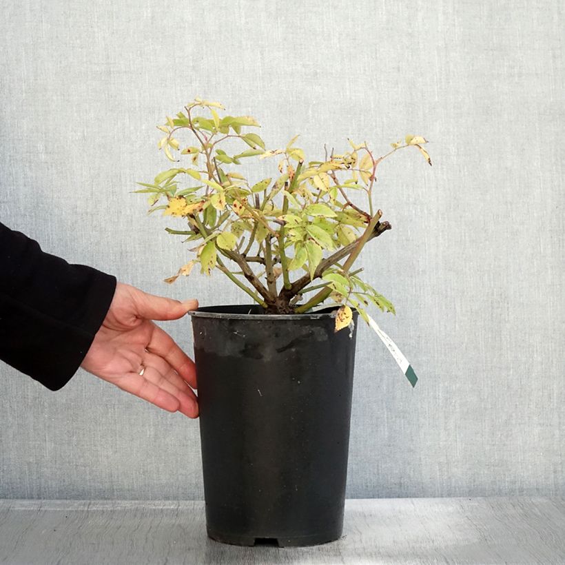 Exemplaar van Rosier arbustif Petite de Terre Franche Pot de 4L/5L zoals geleverd in de herfst