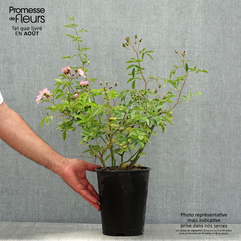 Exemplaar van Rosa moschata Petite de Terre Franche - Muskusroos Pot van 4 l/5 l zoals geleverd in de zomer
