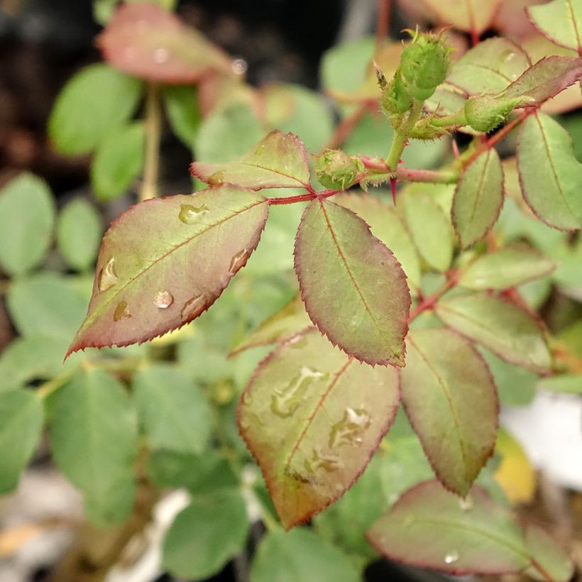 Rosa Pirouette - Trosroos (Blad)