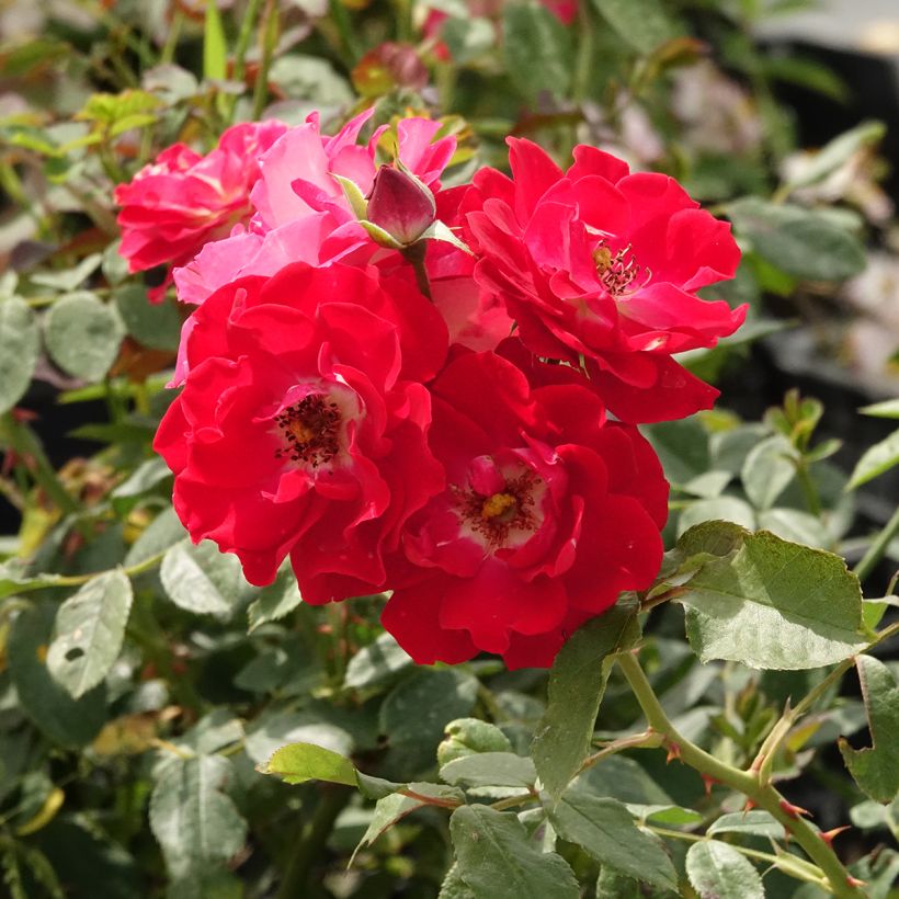 Rosa Pirouette - Trosroos (Bloei)