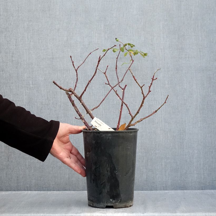 Exemplaar van Rosa Pirouette - Trosroos Pot van 4 l/5 l zoals geleverd in de herfst