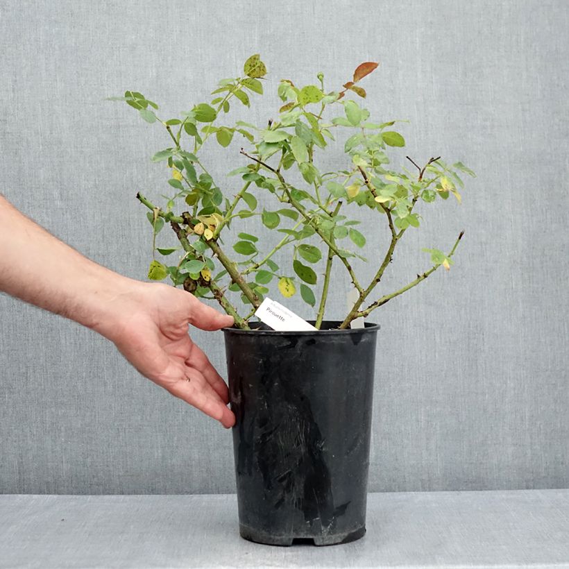 Exemplaar van Rosa Pirouette - Trosroos Pot van 4 l/5 l zoals geleverd in de zomer