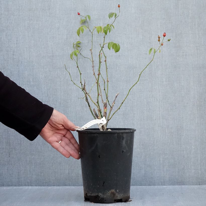 Exemplaar van Rosa Plaisanterie - Klimroos Pot van 4 l/5 l zoals geleverd in de herfst