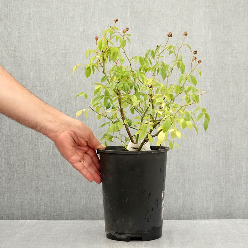Exemplaar van Rosa Plaisanterie - Klimroos Pot van 4 l/5 l zoals geleverd in de zomer