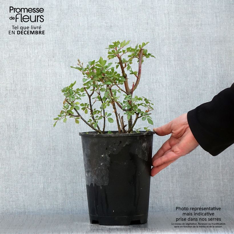 Exemplaar van Rosier arbustif Puccini Pot de 4L/5L zoals geleverd in de herfst