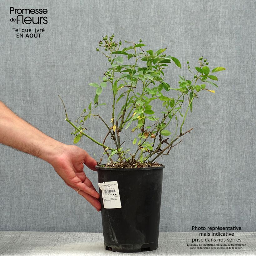 Exemplaar van Rosa moschata Puccini - Muskusroos Pot van 4 l/5 l zoals geleverd in de zomer
