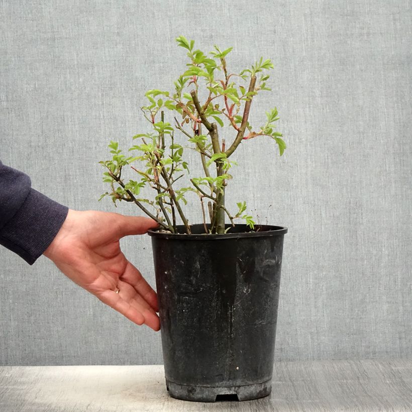 Exemplaar van Rosa moschata Puccini - Muskusroos Pot van 4 l/5 l zoals geleverd in de lente