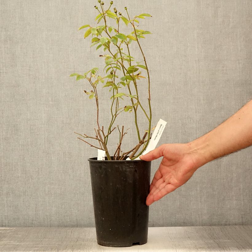 Exemplaar van Rosa Queen of the Musks - Muskusroos Pot van 4 l/5 l zoals geleverd in de zomer