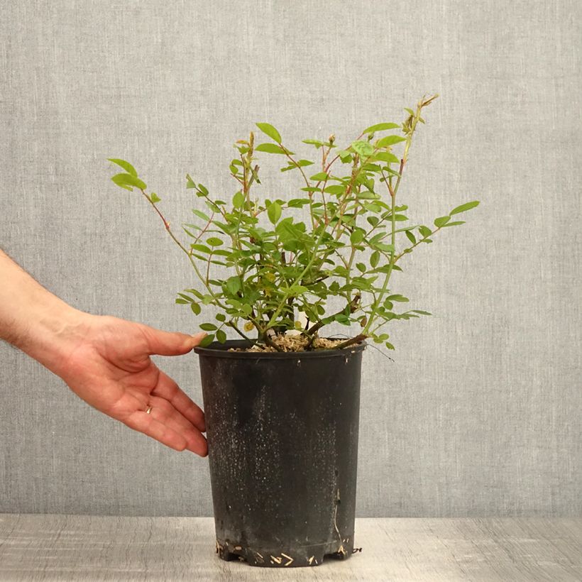 Exemplaar van Rosa Queen of the Musks - Muskusroos Pot van 4 l/5 l zoals geleverd in de lente