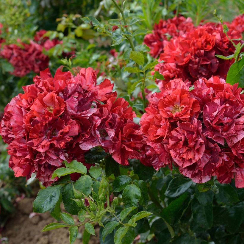 Rosa La Reine de la Nuit - Polyantharoos (Bloei)