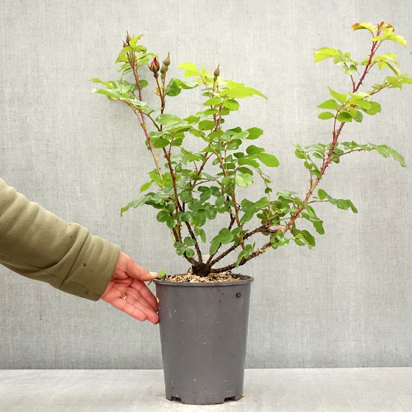 Exemplaar van Rosa Robusta - Hondsroos Pot van 4 l/5 l zoals geleverd in de lente