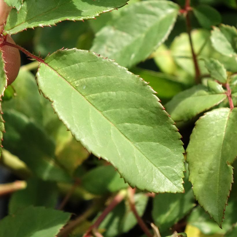 Rosa Rosalita - Muskusroos (Blad)