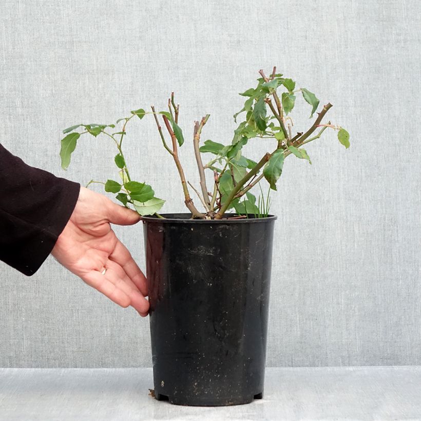 Exemplaar van Rosa Rosalita - Muskusroos Pot van 4 l/5 l zoals geleverd in de herfst