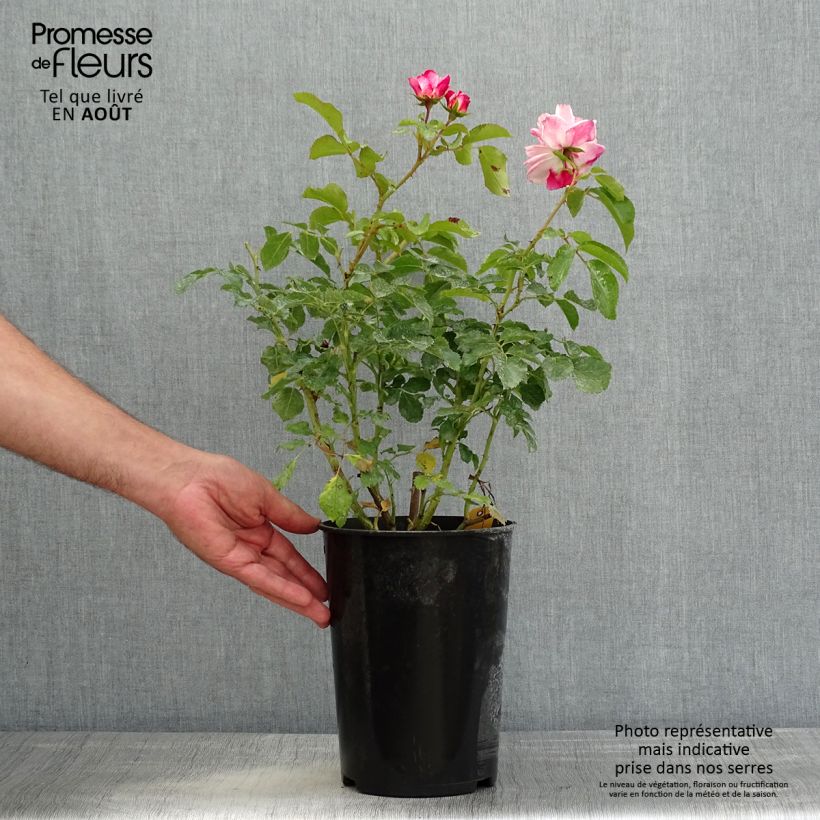Example of Rosa Rosenstadt Freising - Trosroos Pot van 4 l/5 l as you get in ete