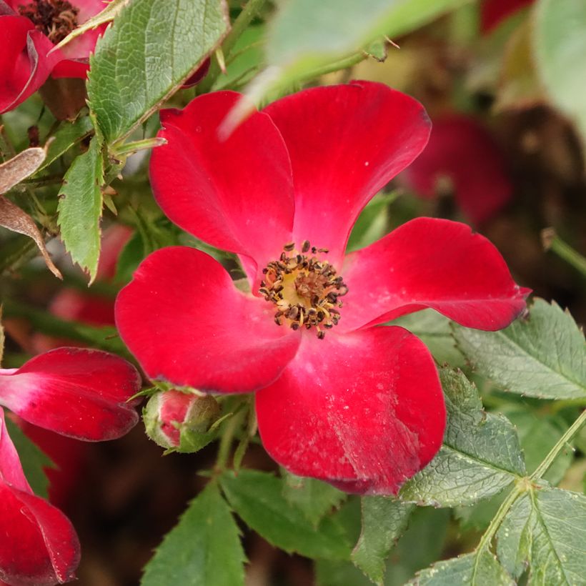 Rosa Rosy Boom Colour Change - Polyantharoos (Bloei)