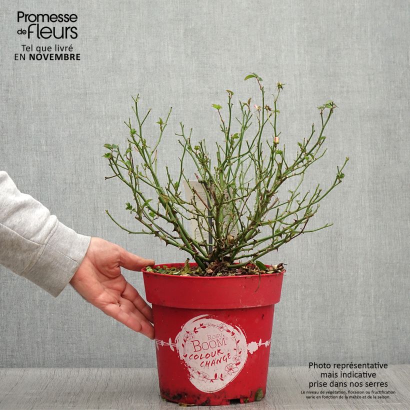 Exemplaar van Rosier arbustif Rosy Boom Colour Change Pot de 6L/7L zoals geleverd in de herfst