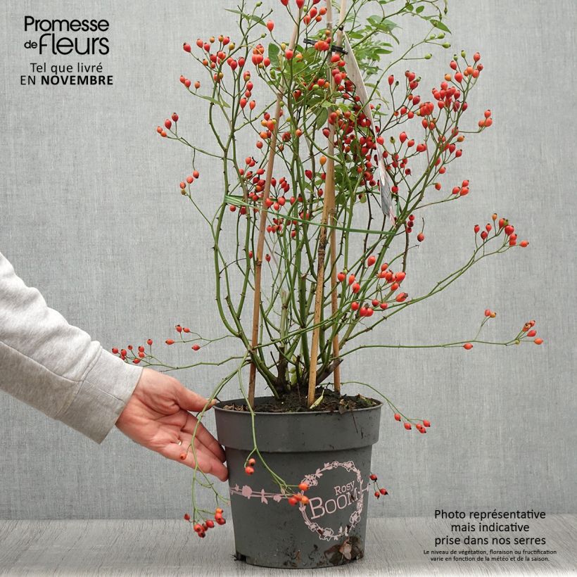 Exemplaar van Rosa Rosy Boom Dynamic Hip Hop - Polyantharoos Pot van 6 l/7 l zoals geleverd in de herfst