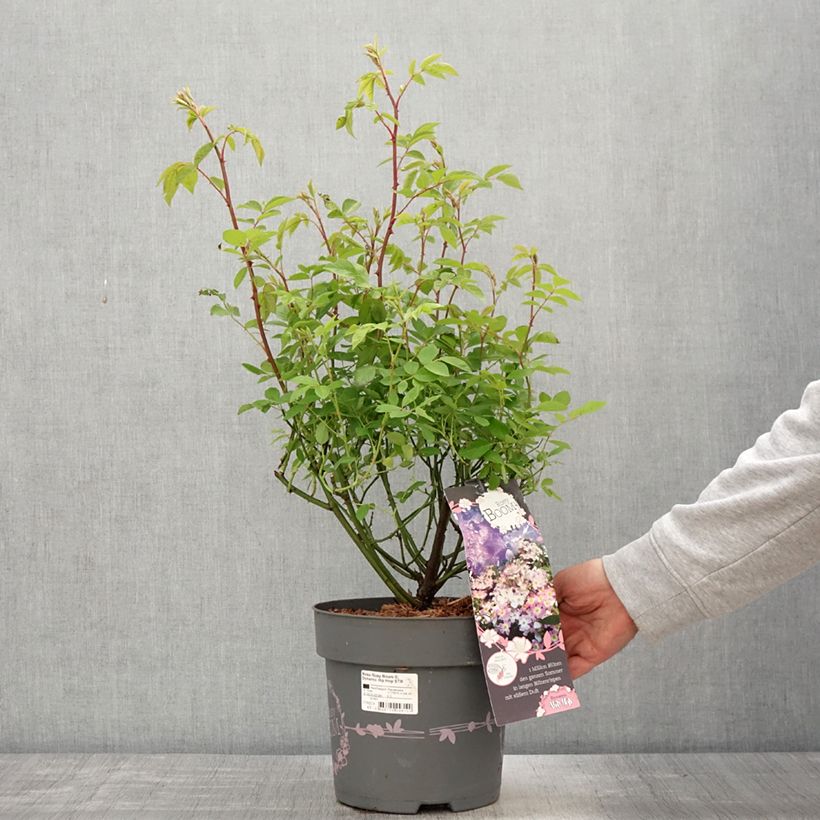 Exemplaar van Rosa Rosy Boom Dynamic Hip Hop - Polyantharoos Pot van 6 l/7 l zoals geleverd in de lente