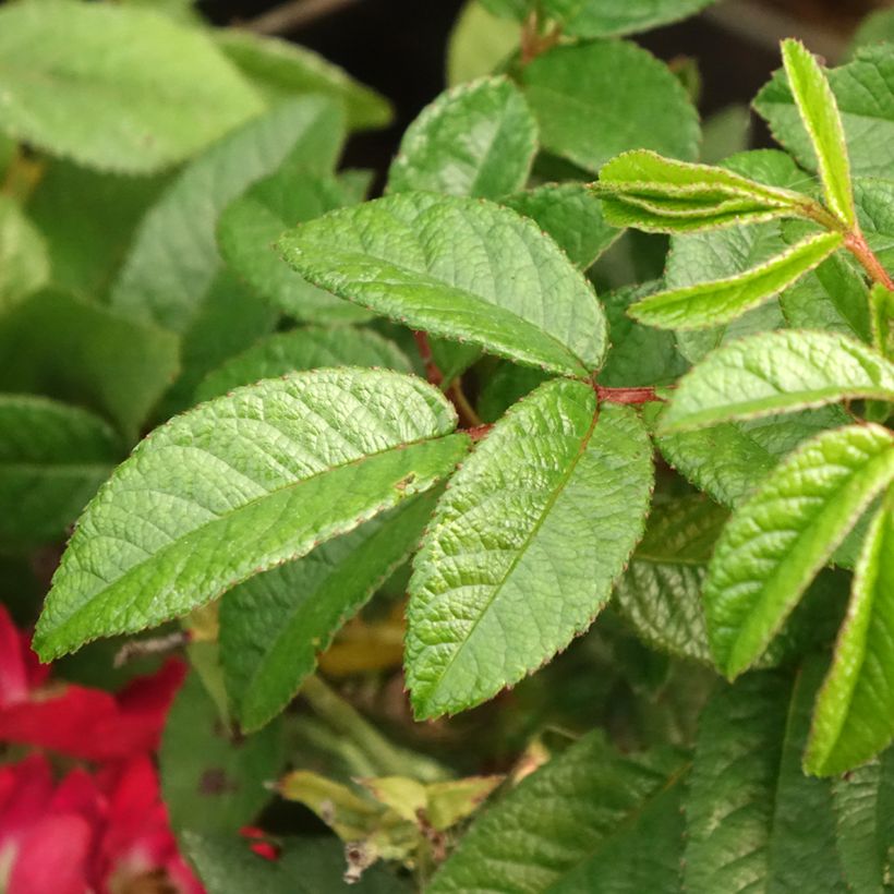 Rosa Rosy Boom Mini - Polyantharoos (Blad)