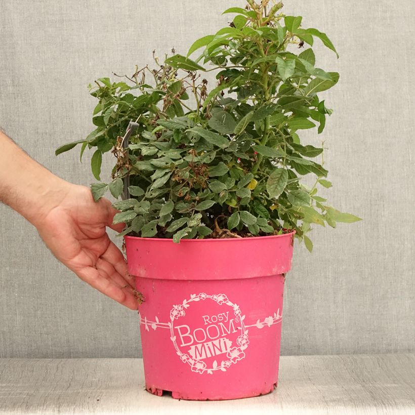 Exemplaar van Rosa Rosy Boom Mini - Polyantharoos Pot van 6 l/7 l zoals geleverd in de zomer