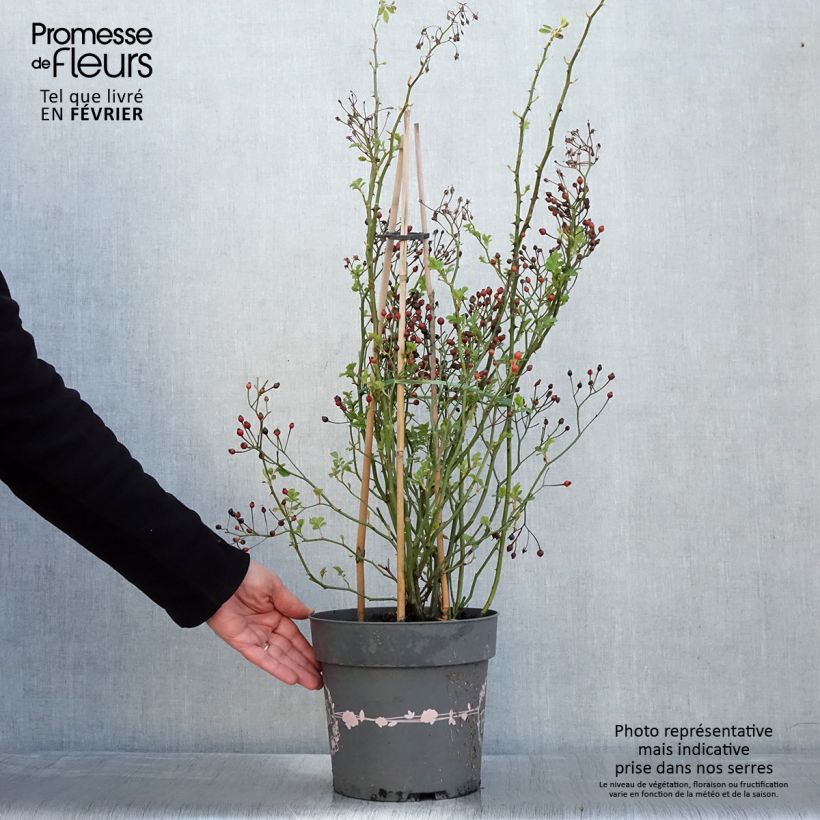 Exemplaar van Rosier arbustif Rosy Boom Rose (Abellio Spaniuc) Pot de 6L/7L zoals geleverd in de winter
