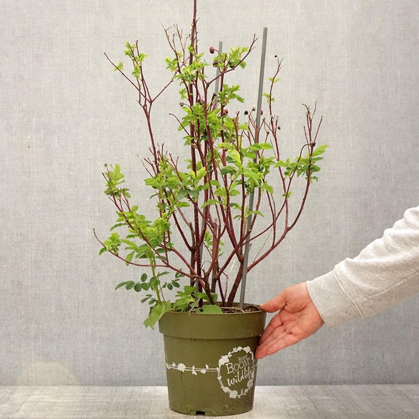Example of Rosa Rosy Boom Rose - Polyantharoos Pot van 6 l/7 l as you get in printemps