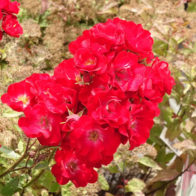 Rosa Rosy Boom Red - Polyantharoos (Bloei)
