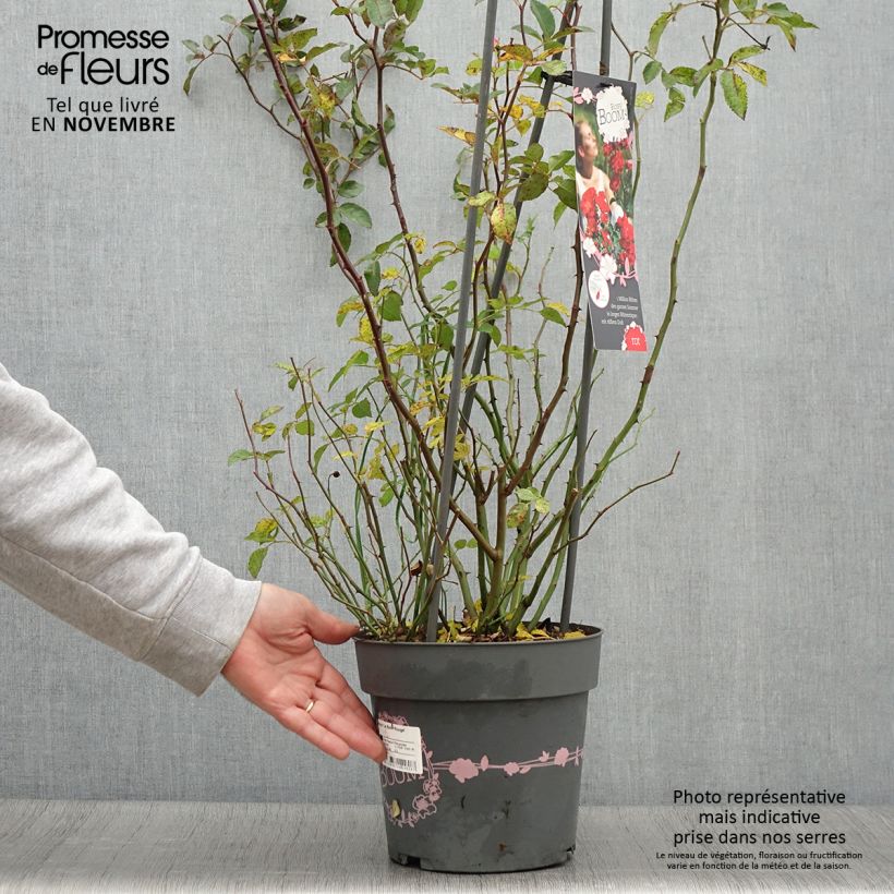 Exemplaar van Rosa Rosy Boom Red - Polyantharoos Pot van 6 l/7 l zoals geleverd in de herfst