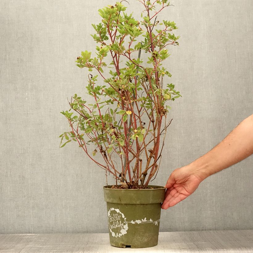 Exemplaar van Rosa Rosy Boom Wildlife - Polyantharoos Pot van 6 l/7 l zoals geleverd in de zomer