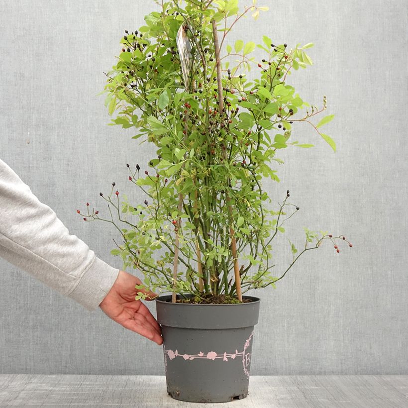 Exemplaar van Rosa Rosy Boom Wildlife - Polyantharoos Pot van 6 l/7 l zoals geleverd in de lente