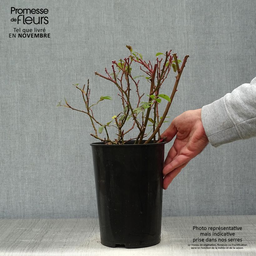 Exemplaar van Rosa Rosy Cushion - Polyantharoos Pot van 4 l/5 l zoals geleverd in de herfst