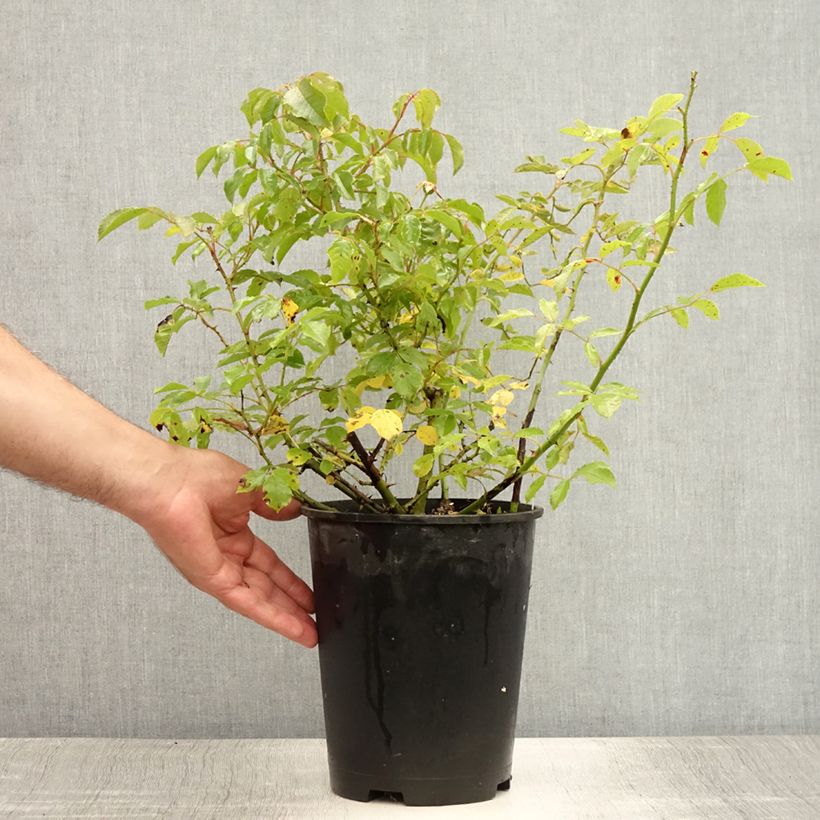 Exemplaar van Rosa Rosy Cushion - Polyantharoos Pot van 4 l/5 l zoals geleverd in de zomer