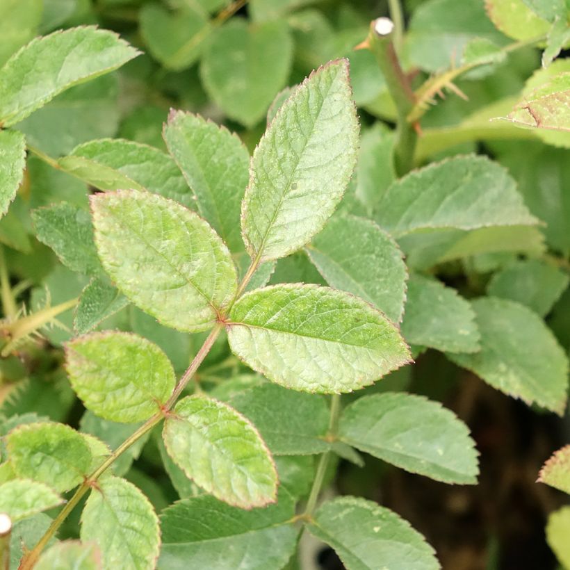 Rosa Rosy Purple - Muskusroos (Blad)