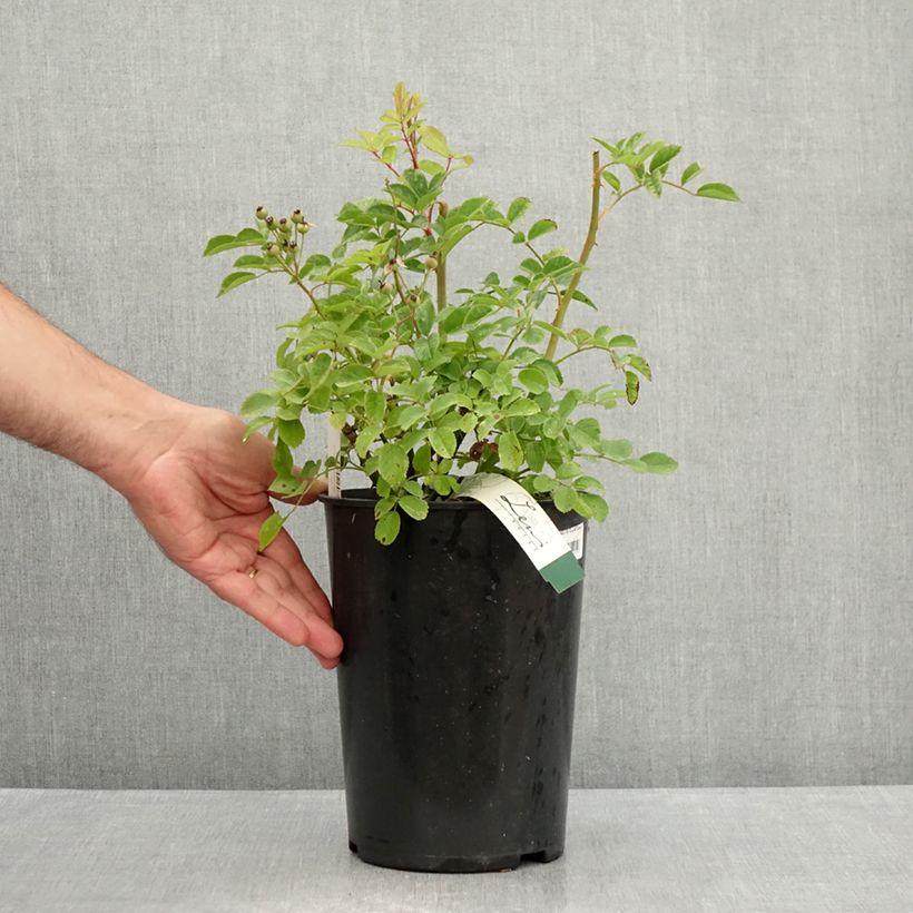 Exemplaar van Rosa Rosy Purple - Muskusroos Pot van 4 l/5 l zoals geleverd in de zomer