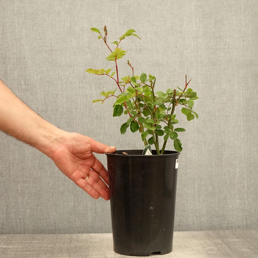 Exemplaar van Rosa Rosy Purple - Muskusroos Pot van 4 l/5 l zoals geleverd in de lente