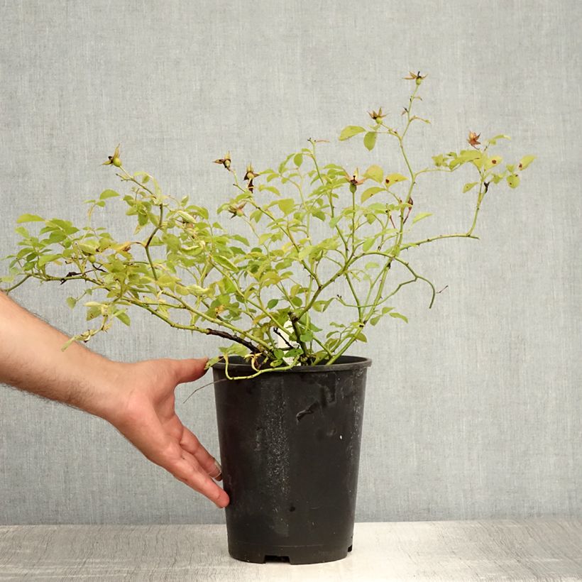 Exemplaar van Rosa Red Meidiland - Polyantharoos Pot van 2 l/3 l zoals geleverd in de zomer