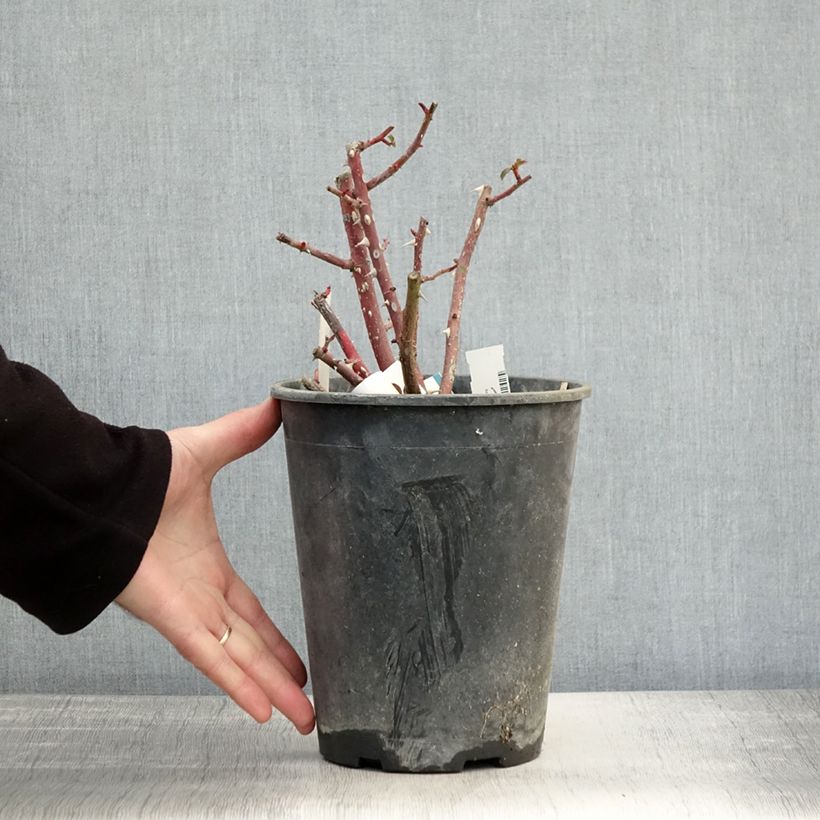 Exemplaar van Rosa Rush - Trosroos Pot van 4 l/5 l zoals geleverd in de herfst