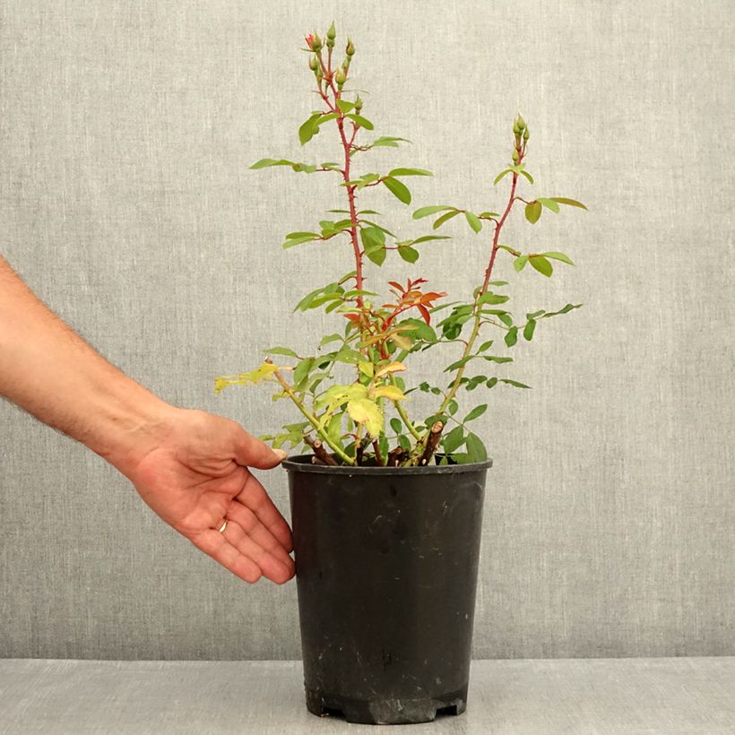 Exemplaar van Rosa Rush - Trosroos Pot van 4 l/5 l zoals geleverd in de zomer