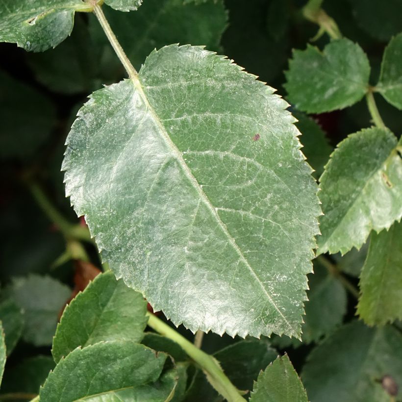 Rosa Scarlet Bonica - Polyantharoos (Blad)