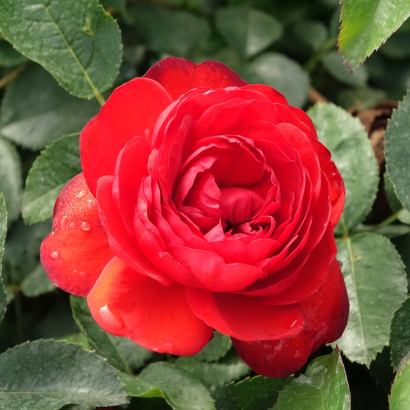 Rosa Scarlet Bonica - Polyantharoos (Bloei)