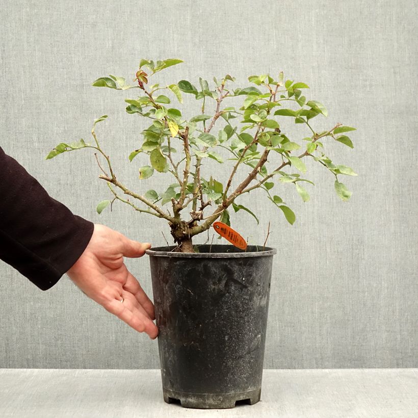 Exemplaar van Rosa Scarlet Bonica - Polyantharoos Pot van 4 l/5 l zoals geleverd in de herfst