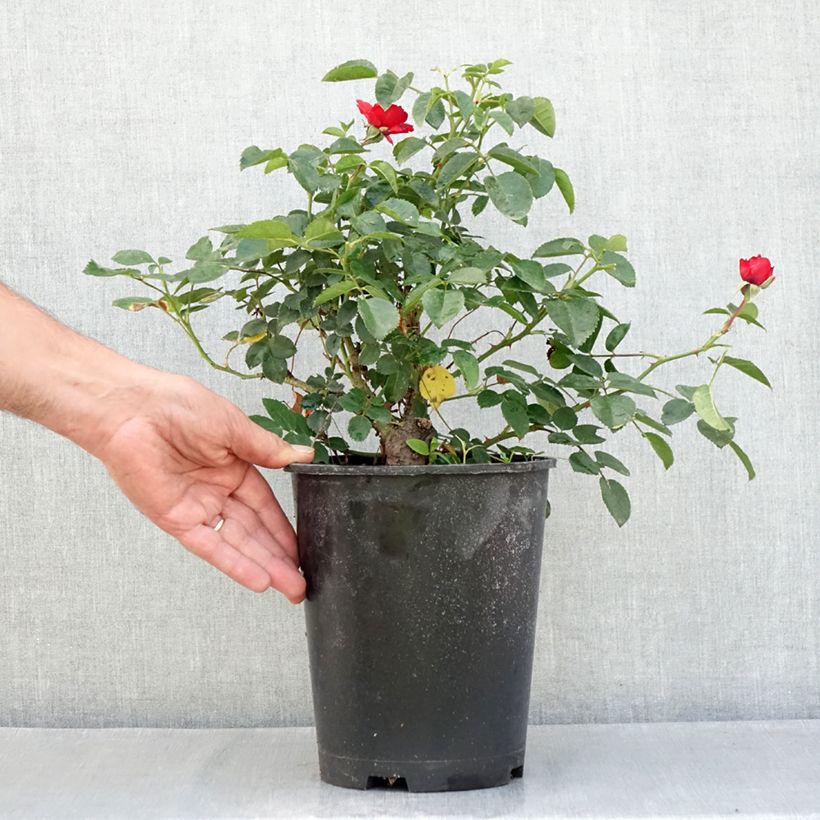 Exemplaar van Rosa Scarlet Bonica - Polyantharoos Pot van 4 l/5 l zoals geleverd in de zomer