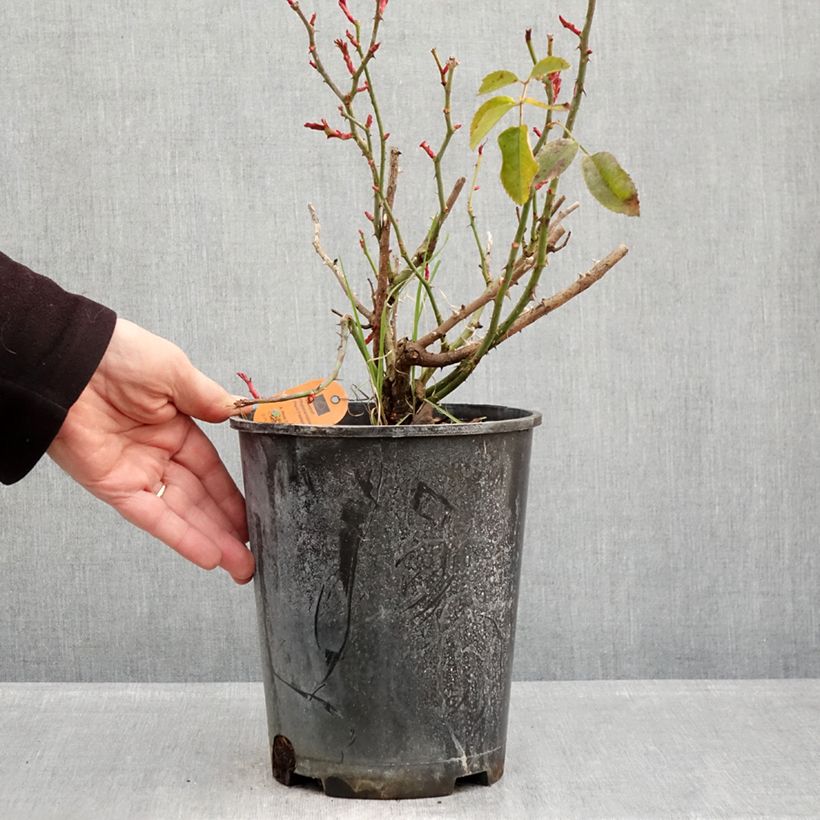 Example of Rosa Scarlet Bonica - Polyantharoos Pot van 4 l/5 l as you get in hiver