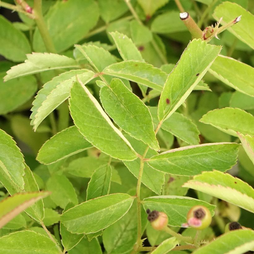 Rosa Schubert - Muskusroos (Blad)