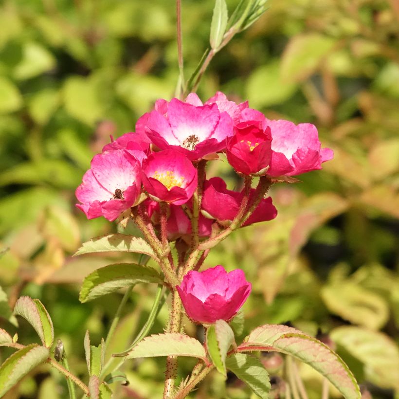 Rosa Schubert - Muskusroos (Bloei)