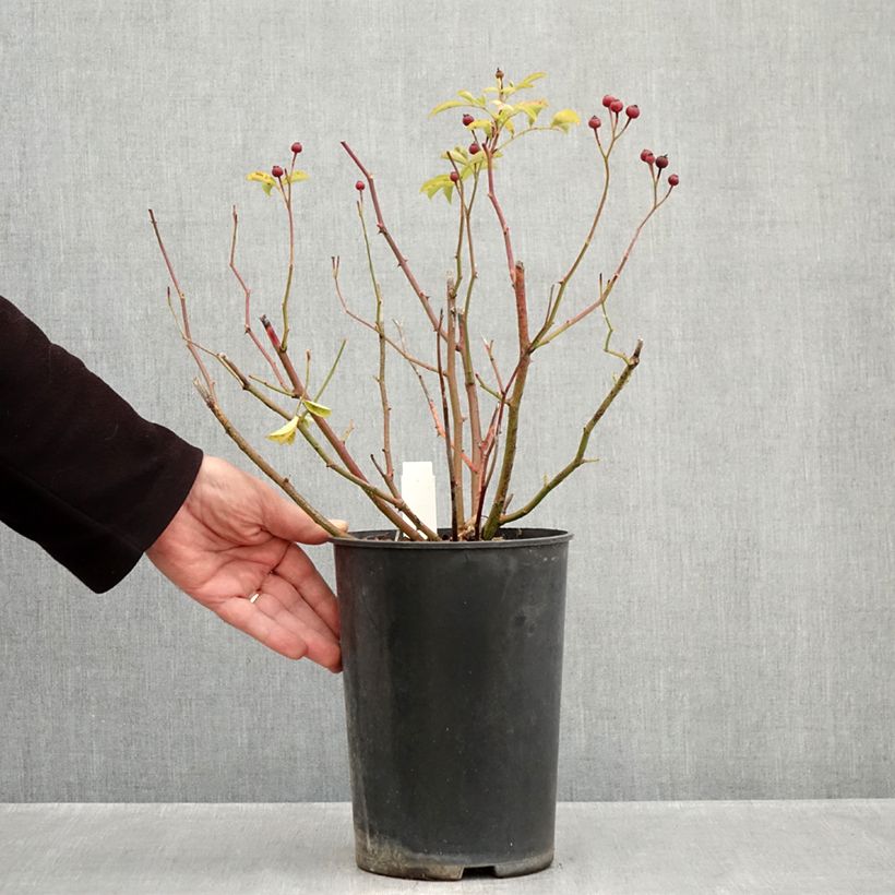 Exemplaar van Rosa Schubert - Muskusroos Pot van 4 l/5 l zoals geleverd in de herfst